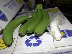 Полиция Германии нашла 265 фунтов кокаина среди бананов